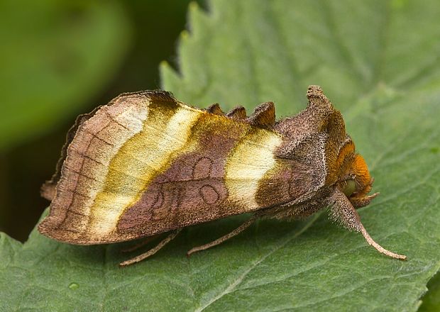 mora zlatistá Diachrysia chrysitis