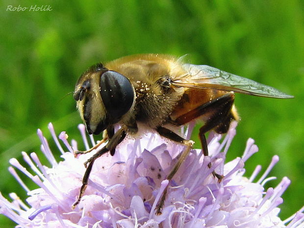 trúdovka obyčajná Eristalis tenax