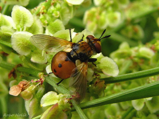 bystruša bzdochová Gymnosoma rotundatum