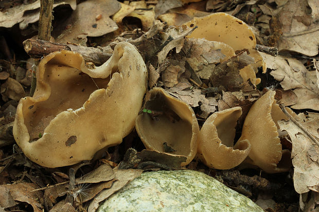 chriapač kalíškovitý Helvella acetabulum (L.) Quél.