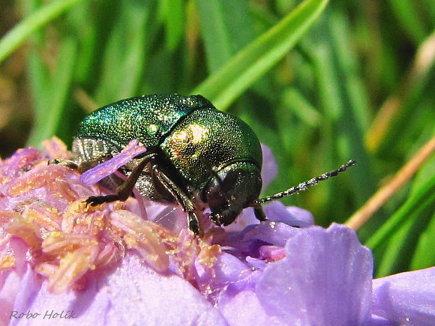 krytohlav Kryptocephalus sericeus