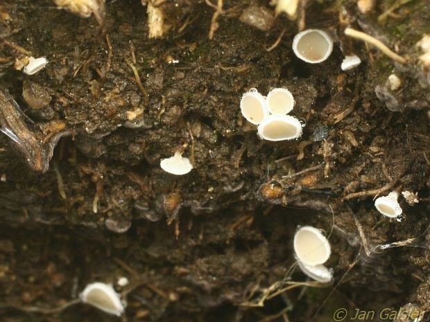 lachnetka Lachnum sp. ???