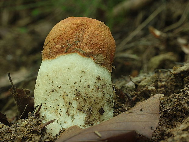 kozák osikový Leccinum albostipitatum den Bakker & Noordel.