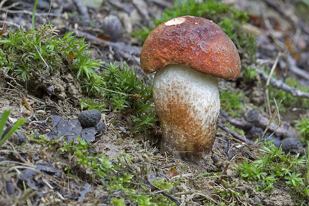 kozák dubový Leccinum aurantiacum (Bull.) Gray