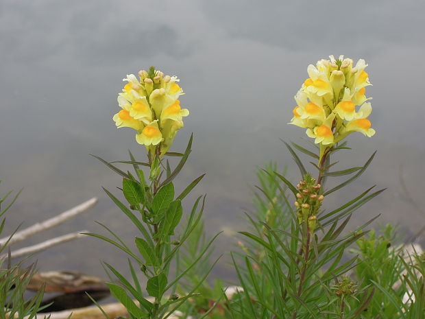 pyštek obyčajný Linaria vulgaris Mill.