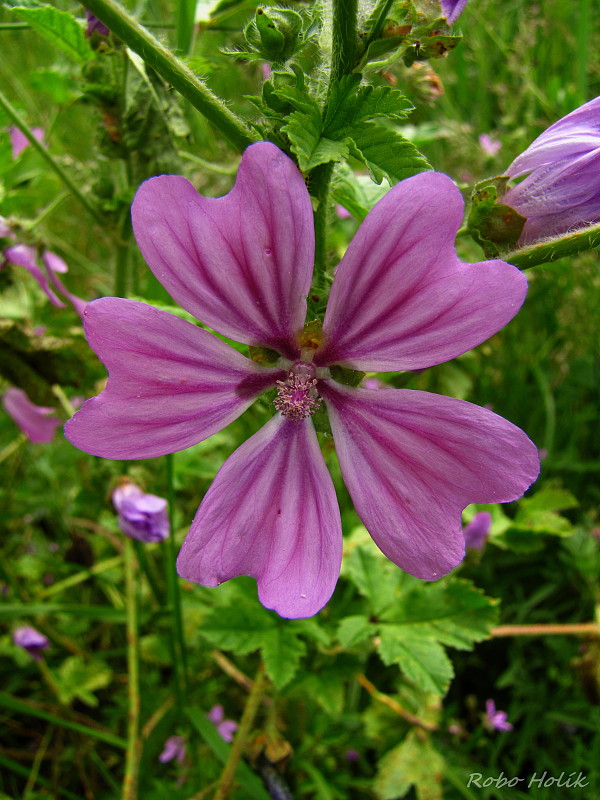 slez lesný Malva sylvestris L.