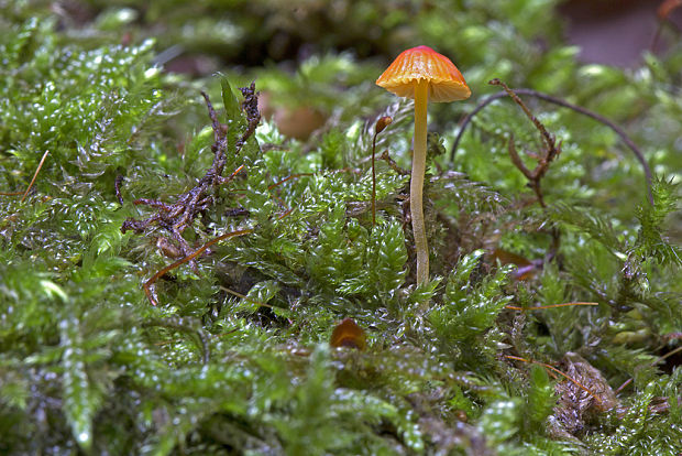 prilbička ihličková Mycena acicula (Schaeff.) P. Kumm.