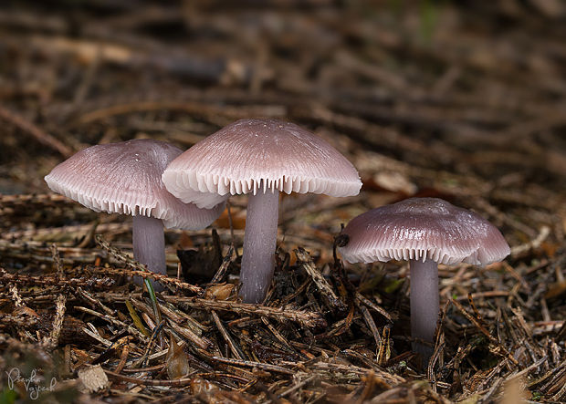 prilbička reďkovková Mycena pura (Pers.) P. Kumm.