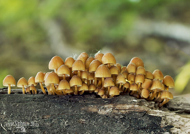 prilbička žltohlúbiková Mycena renati Quél.