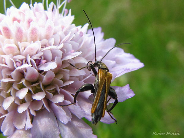 stehenáč Oedemera femorata