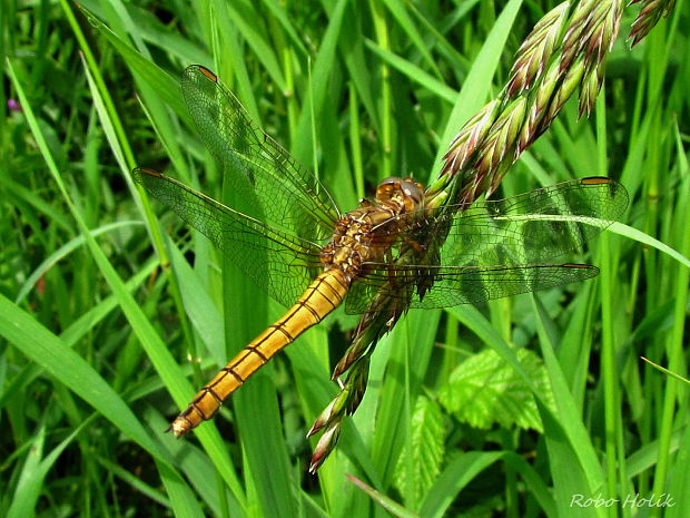 vážka modrá/samička Orthetrum coerulescens