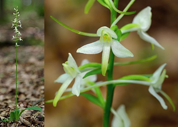 vemenník dvojlistý Platanthera bifolia (L.) Rich.