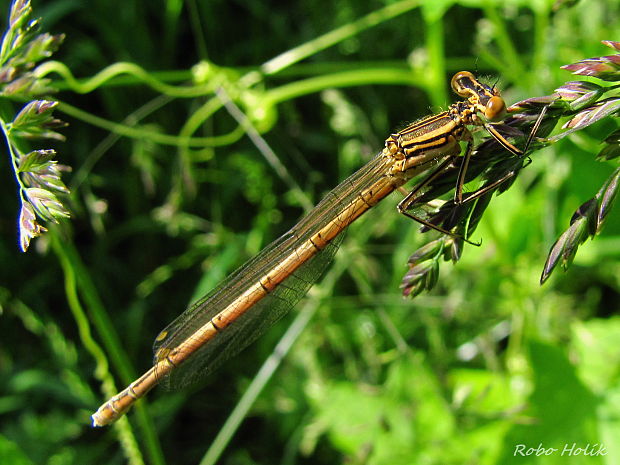 šidielko ploskonohé Platycnemis pennipes