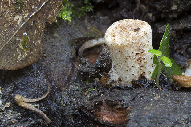 trúdnik hľuzovitý Polyporus cf. tuberaster (Jacq. ex Pers.) Fr.