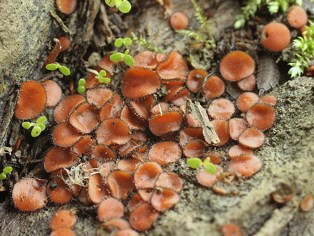 štítovnička Scutellinia sp.