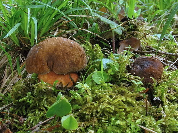 hríb zrnitohlúbikový Sutorius luridiformis (Rostk.) G. Wu & Zhu L. Yang