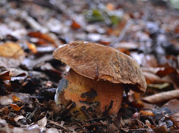 hríb zrnitohlúbikový Sutorius luridiformis (Rostk.) G. Wu & Zhu L. Yang