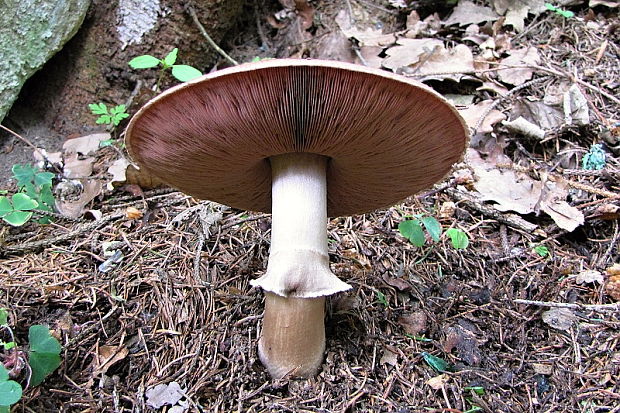 pečiarka  Agaricus sp Pilát