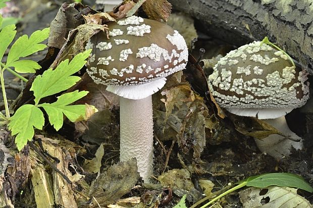 muchotrávka hrubá Amanita excelsa (Fr.) Bertill.