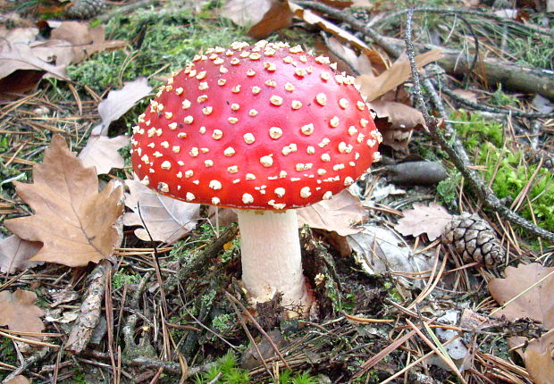 muchotrávka červená Amanita muscaria (L.) Lam.