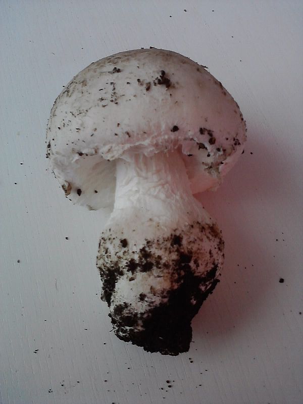 muchotrávka šiškovitá Amanita strobiliformis Gonn. & Rabenh.