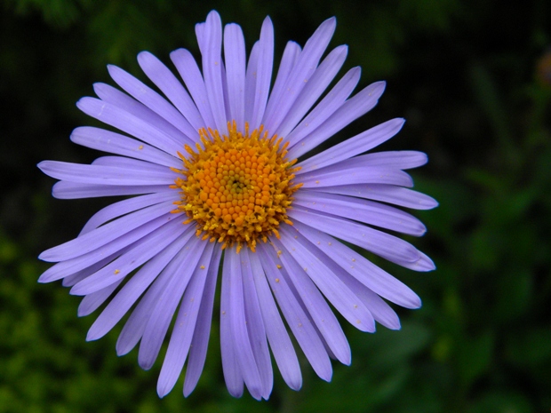 astra alpínska Aster alpinus L.