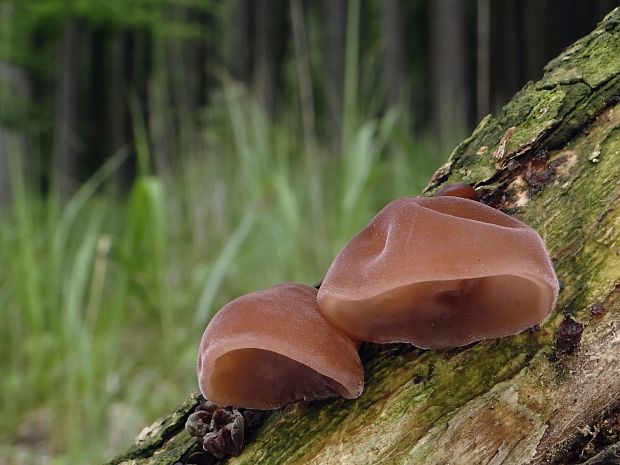 uchovec bazový Auricularia auricula-judae (Bull.) Quél.