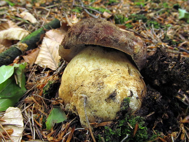 hríb sosnový Boletus pinophilus Pil. et Dermek in Pil.