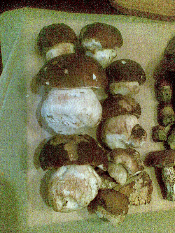 hríb dubový Boletus reticulatus Schaeff.