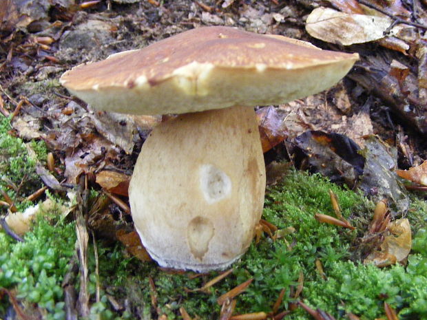 hríb dubový Boletus reticulatus Schaeff.