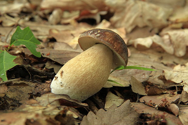 hríb dubový Boletus reticulatus Schaeff.