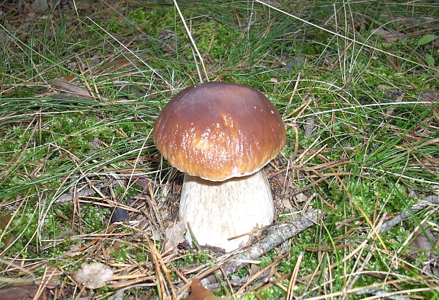 hríb dubový Boletus reticulatus Schaeff.