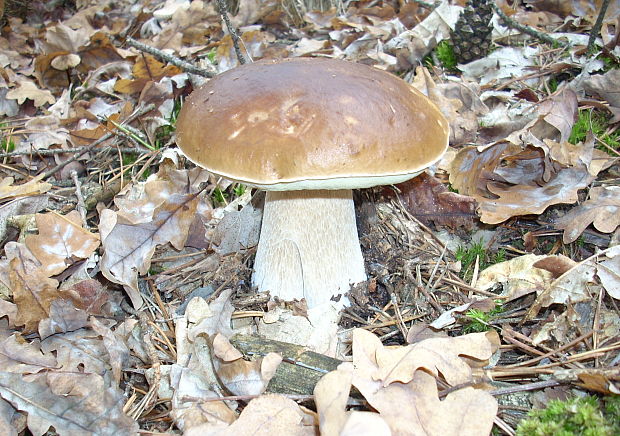 hríb dubový Boletus reticulatus Schaeff.