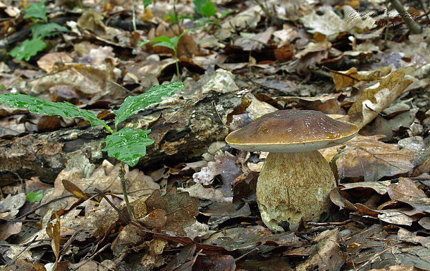 hríb dubový Boletus reticulatus Schaeff.