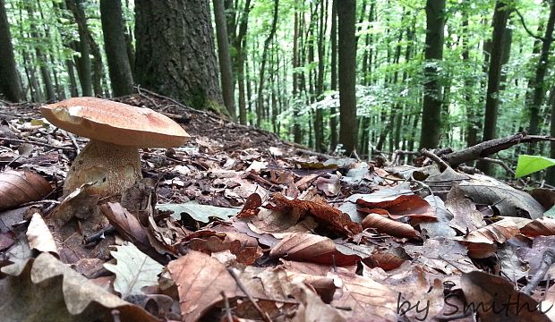 hríb dubový Boletus reticulatus Schaeff.