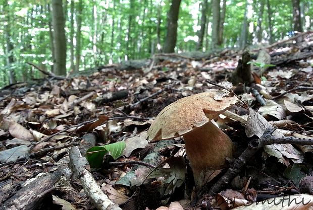 hríb dubový Boletus reticulatus Schaeff.