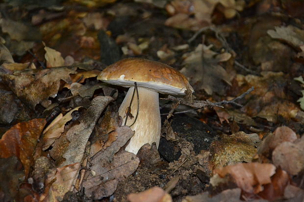 hríb dubový Boletus reticulatus Schaeff.