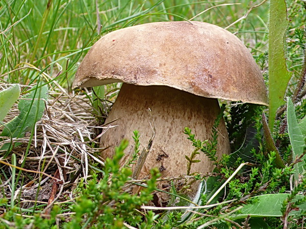 hríb dubový Boletus reticulatus Schaeff.