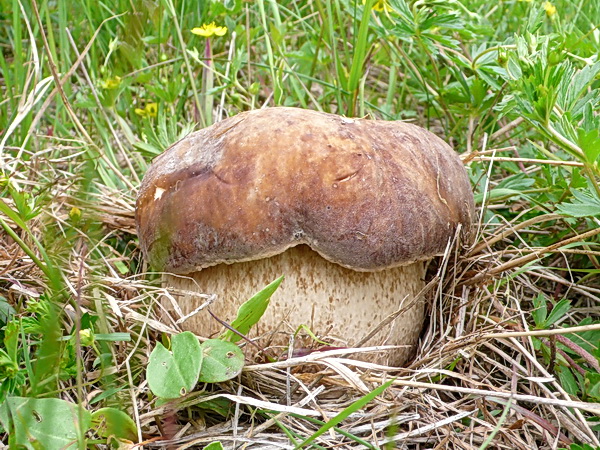 hríb dubový Boletus reticulatus Schaeff.