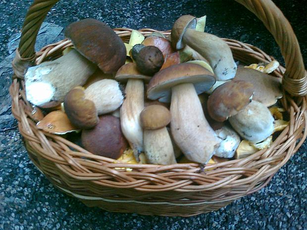 hríb dubový Boletus reticulatus Schaeff.