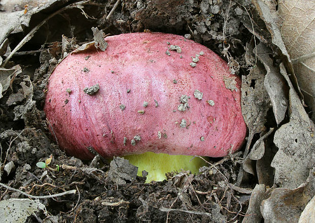 hríb kráľovský Butyriboletus regius (Krombh.) D. Arora & J.L. Frank