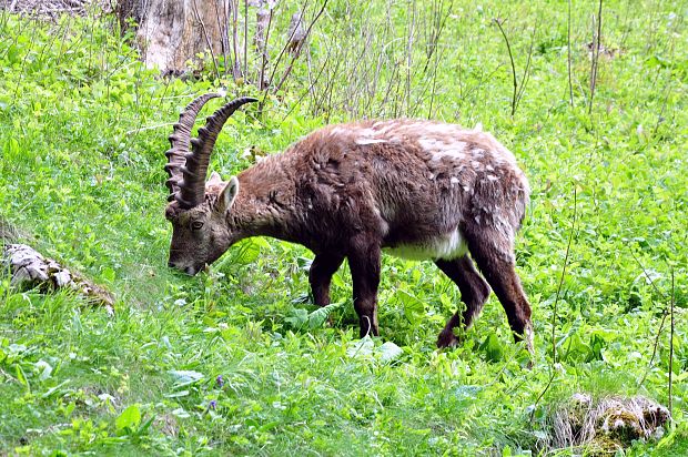 kozorožec horský Capra ibex