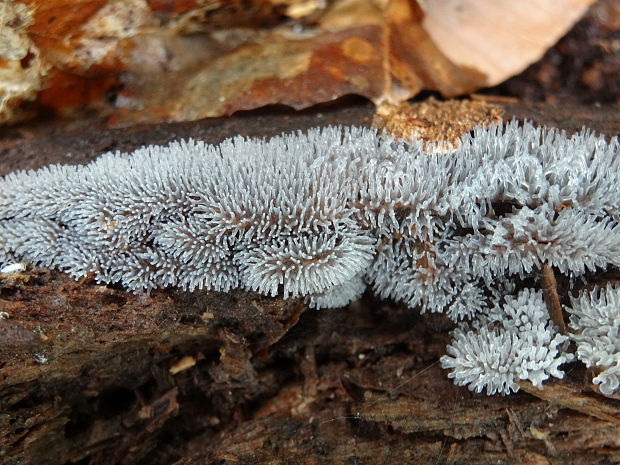 rohačka kríčkovitá Ceratiomyxa fruticulosa var. fruticulosa (O.F. Müll.) T. Macbr