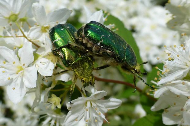 zlatohlávok zlatý Cetonia aurata