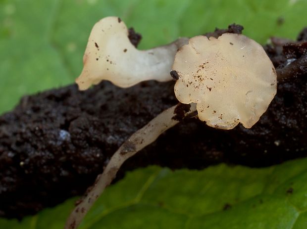 vodnička obyčajná Cudoniella clavus (Alb. & Schwein.) Dennis