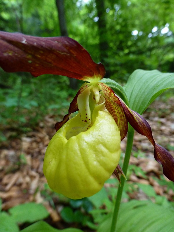 črievičník papučkový Cypripedium calceolus L.