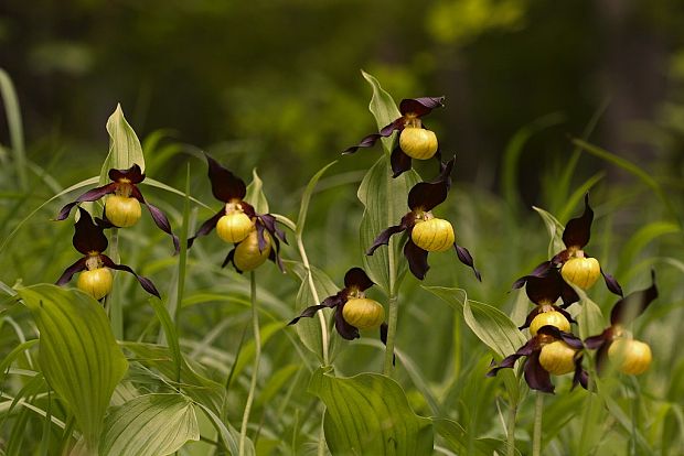 črievičník papučkový Cypripedium calceolus L.