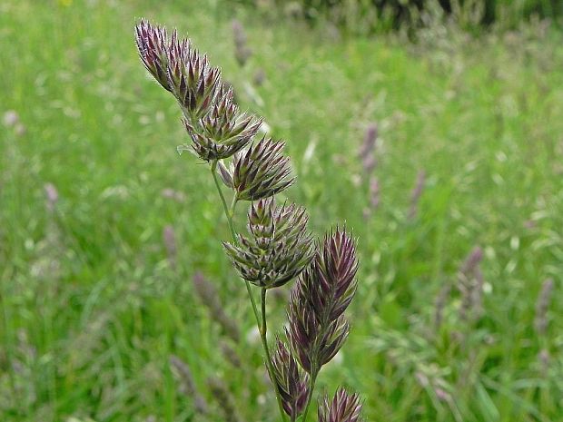 reznačka laločnatá Dactylis glomerata L.