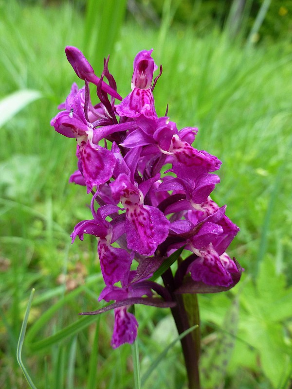 vstavačovec májový pravý Dactylorhiza majalis subsp. majalis (Reincherb.) Hunt & Summerh.