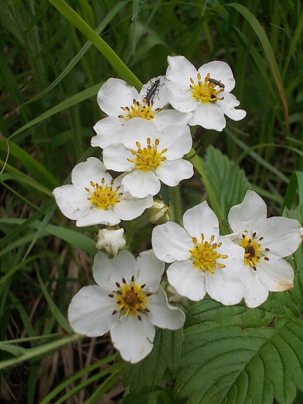 jahoda obyčajná Fragaria vesca L.